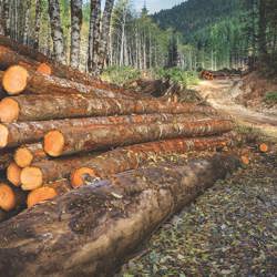 Forestry/Logging 2